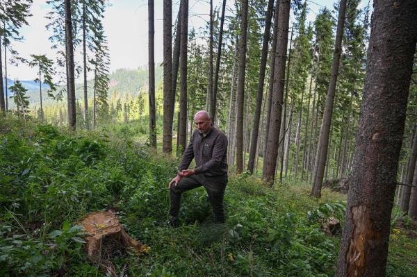 The fight to save 'sacred' Carpathian forests from loggers